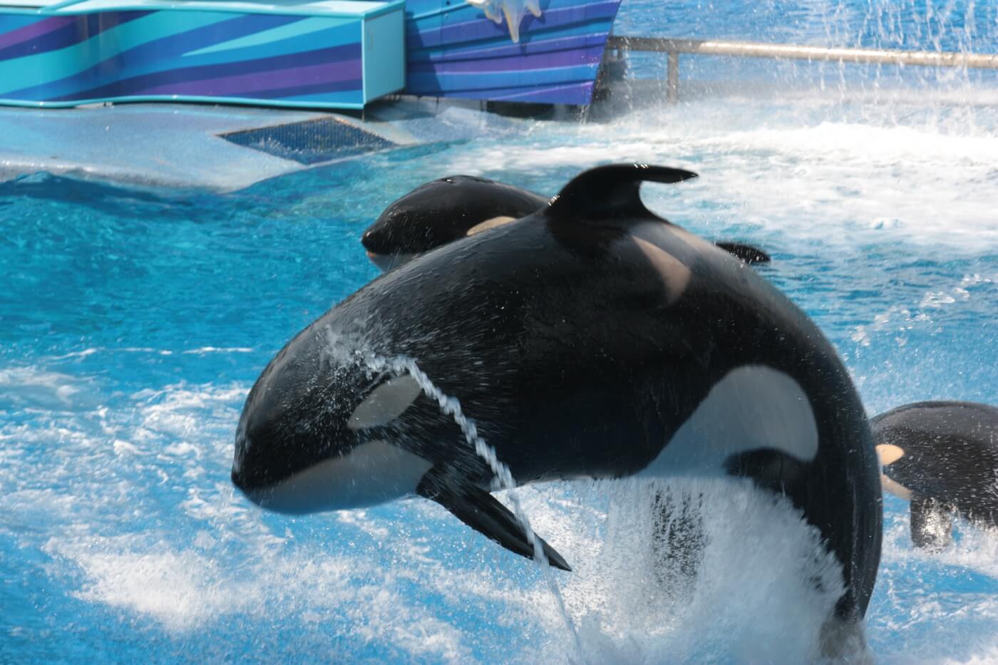 A group of orca whales jumping out of the water in SeaWorld during a spectacular July show.