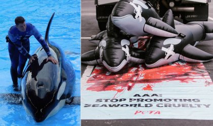 Pictures from PETA's campaign to get AAA to cut ties with SeaWorld