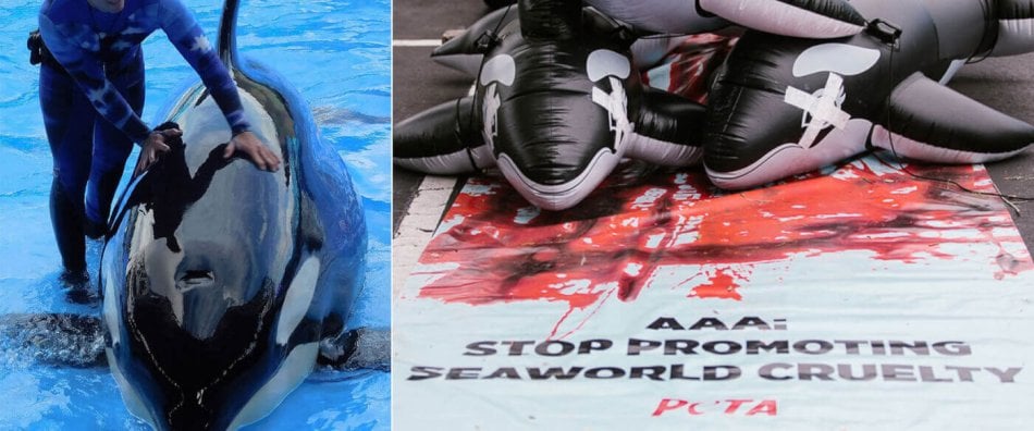 Pictures from PETA's campaign to get AAA to cut ties with SeaWorld