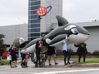 PETA supporters in Knoxville marching with a large inflatable orca outside an AAA building to urge the company to stop promoting SeaWorld