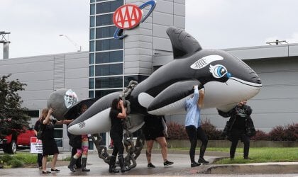 PETA supporters in Knoxville marching with a large inflatable orca outside an AAA building to urge the company to stop promoting SeaWorld