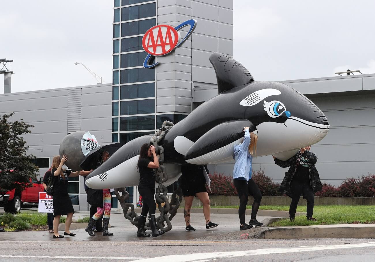 AAA employees carrying an inflatable orca whale in front of a car dealership.