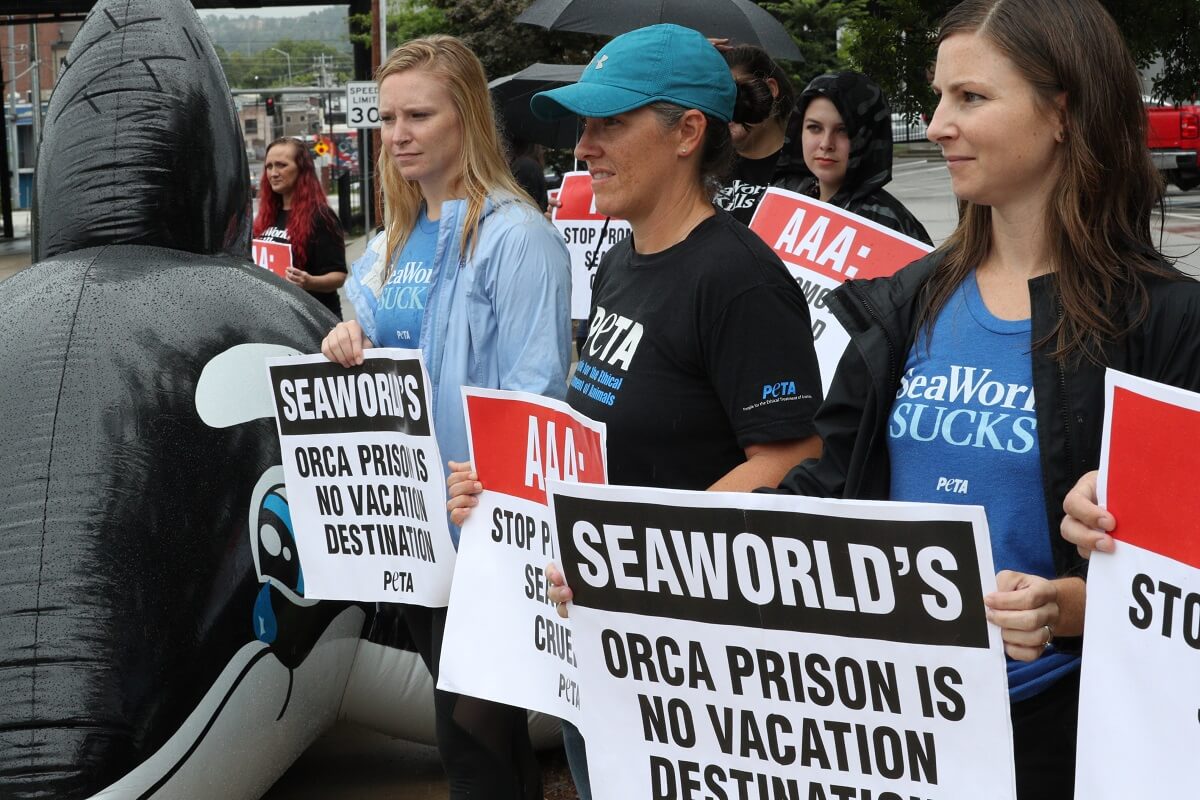 A group of people holding signs that say seaworld's AAA orca prison is not a vacation destination.