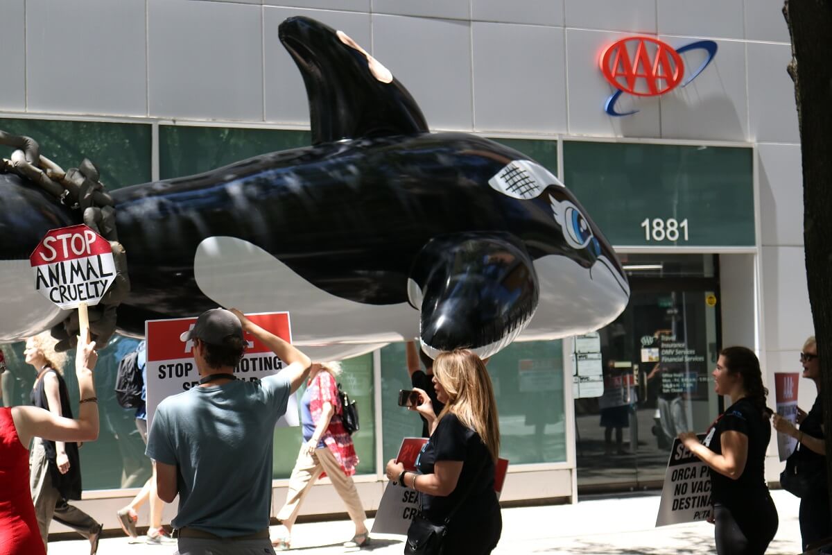 A group of people holding orca balloons in front of a building, showcasing their AAA spirit.