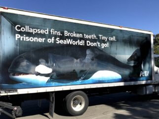 a large truck with a mobile billboard showing a life-sized "orca" as a prisoner of SeaWorld and a plea never to go to the marine abusement park