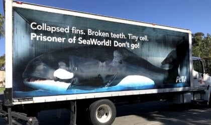 a large truck with a mobile billboard showing a life-sized "orca" as a prisoner of SeaWorld and a plea never to go to the marine abusement park