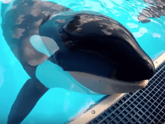 an orca who is imprisoned at SeaWorld, with their mouth out of the water and on a metal grate