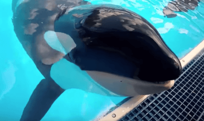 an orca who is imprisoned at SeaWorld, with their mouth out of the water and on a metal grate