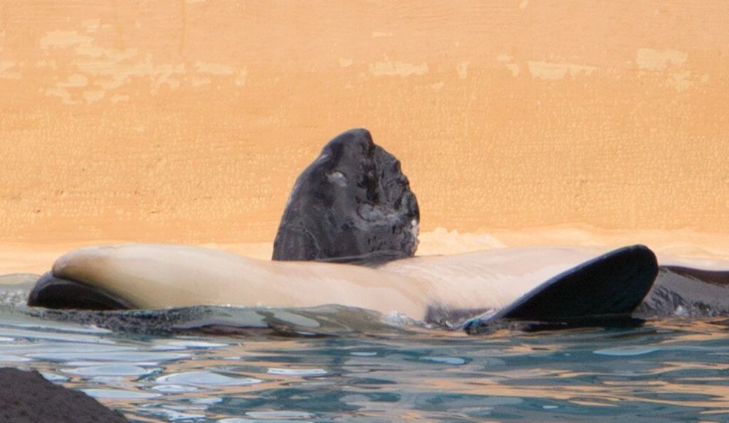 A captive baby orca, Ula, laying on its back in the water.