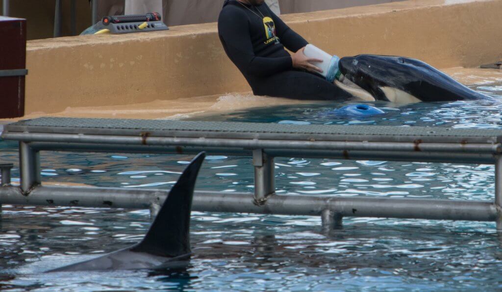 A man in a wetsuit interacting with a captive baby orca.