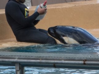 a baby orca named Ula in a tiny pool at SeaWorld, resting their closed mouth on a worker's knees