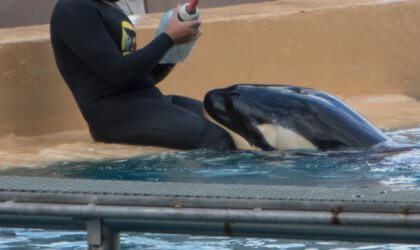 a baby orca named Ula in a tiny pool at SeaWorld, resting their closed mouth on a worker's knees