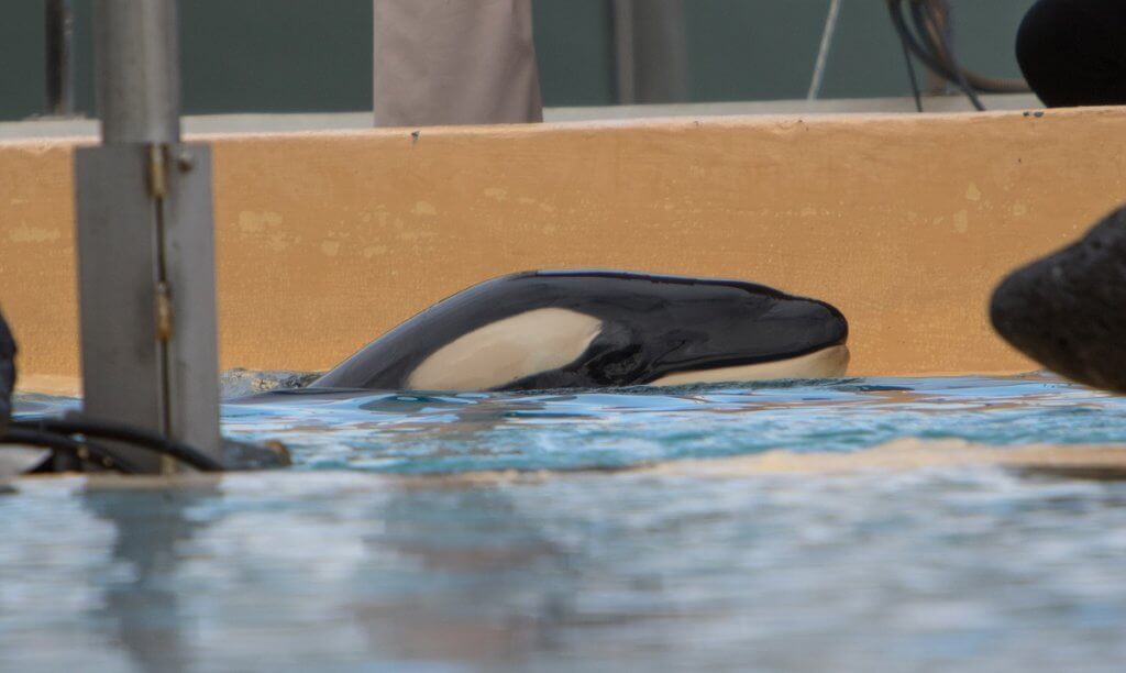 Two captive baby orca whales, Ula and another, in the water.