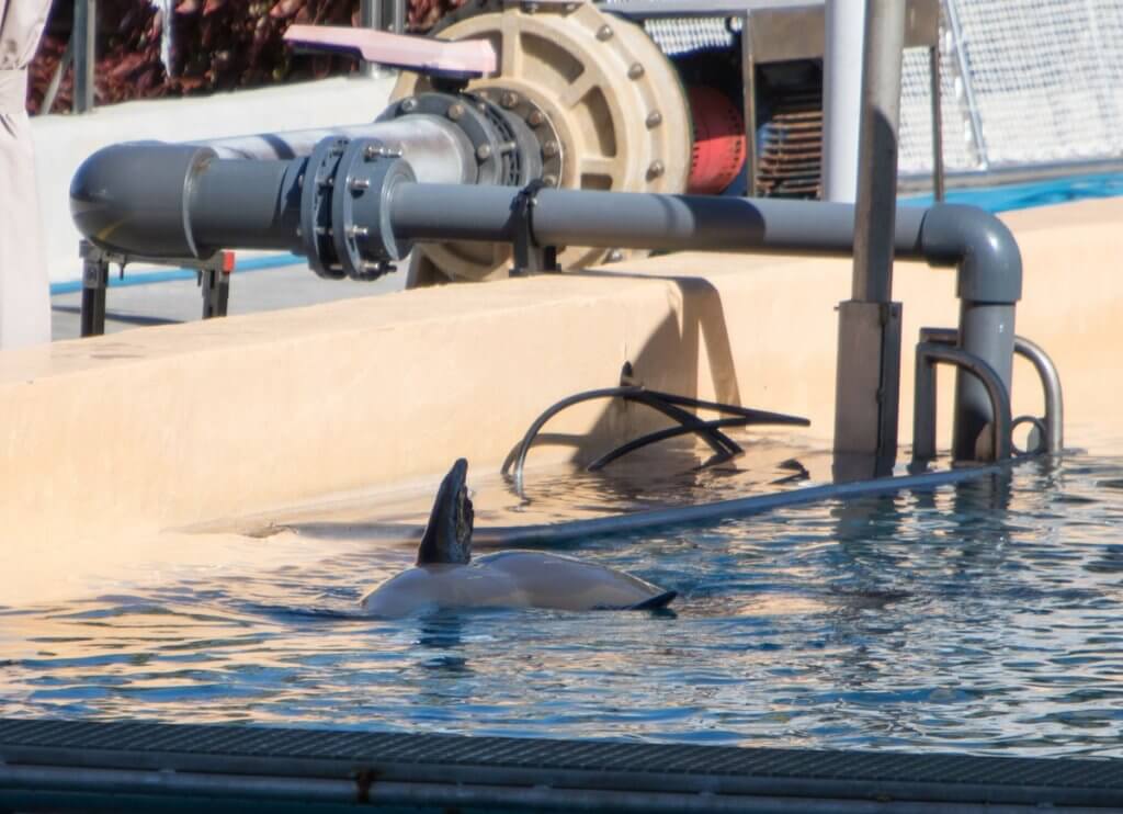 A captive dolphin swimming in a pool.