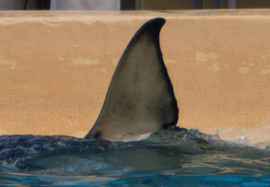 A captive baby orca in the water.