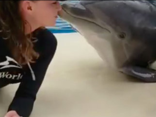 Dolphins at SeaWorld should not be kept in captivity and trained by dolphin trainers to perform tricks like kissing.