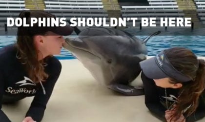 Dolphins at SeaWorld should not be kept in captivity and trained by dolphin trainers to perform tricks like kissing.