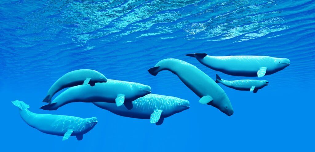 Pod of beluga whales swimming in ocean