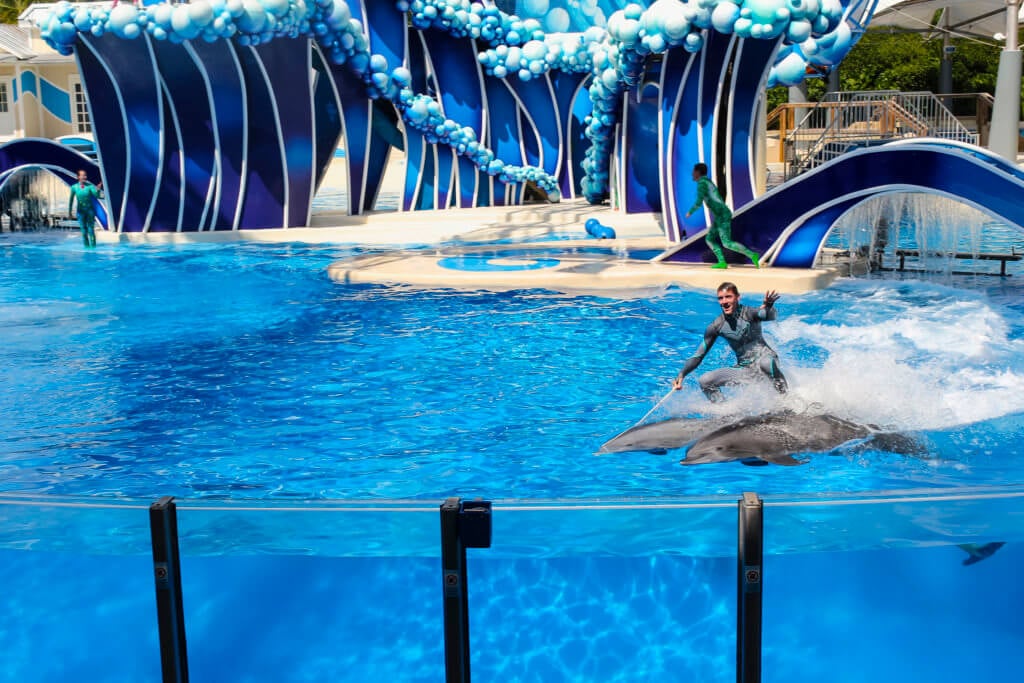 peta campaign to save the whales and dolphins at SeaWorld