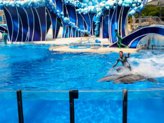 a trainer cruelly surfing on top of two dolphins who were forced to entertain at SeaWorld