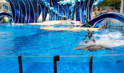 a trainer cruelly surfing on top of two dolphins who were forced to entertain at SeaWorld