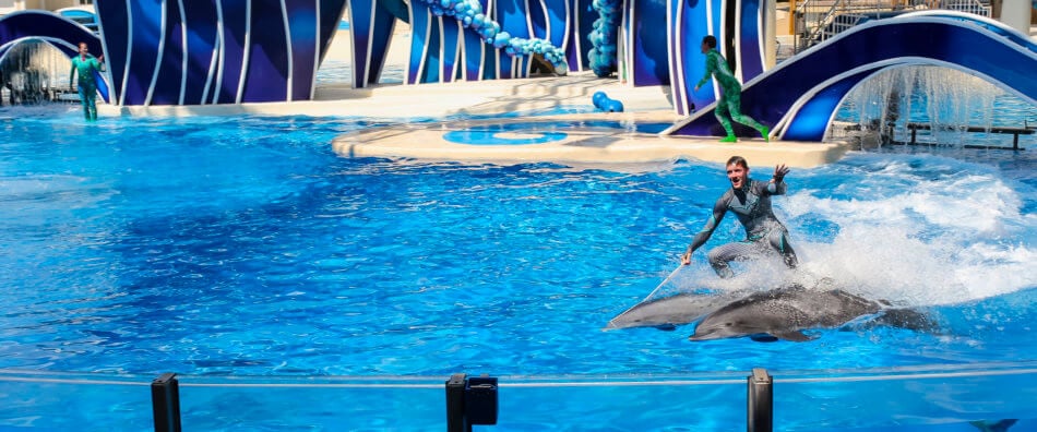 man on top of two dolphins swimming in a tank at seaworld
