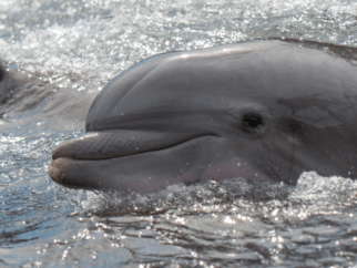 Two dolphins swimming in the seaworld.