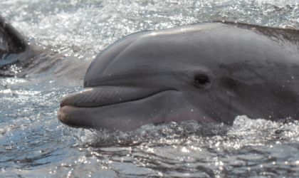 two dolphins confined at SeaWorld, one of whom has a worn-down snout