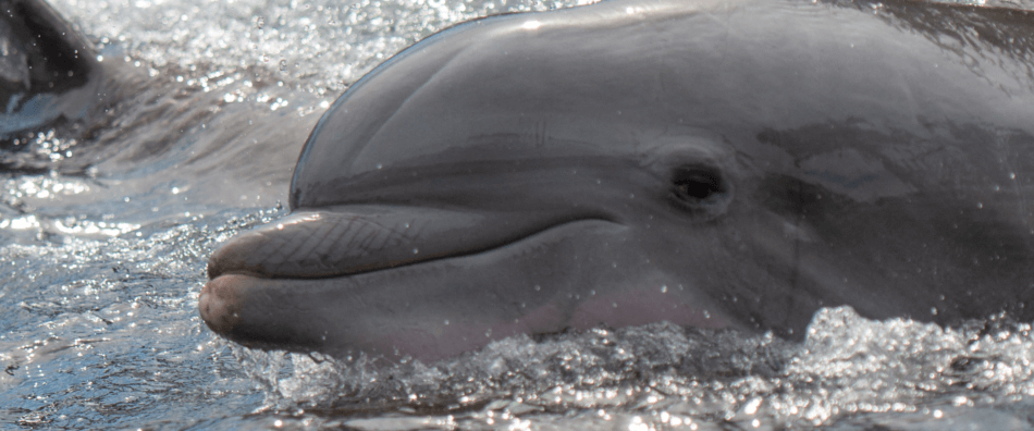 two dolphins confined at SeaWorld, one of whom has a worn-down snout