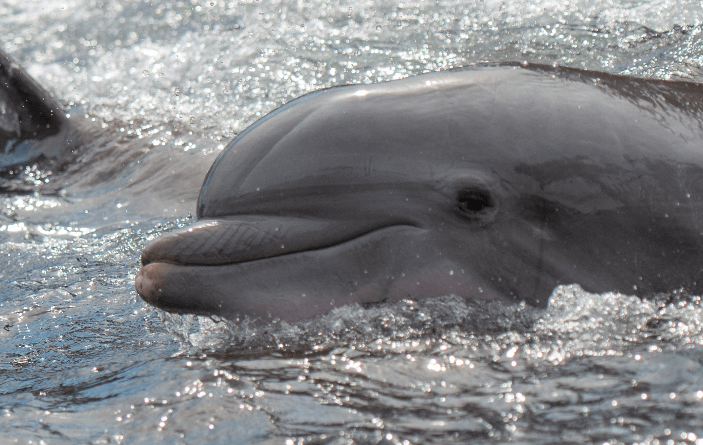 Two dolphins swimming in the seaworld.