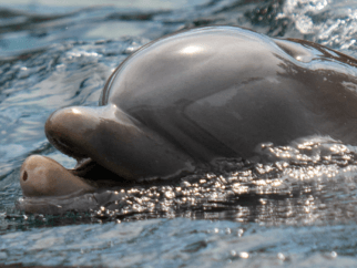 a confined dolphin at SeaWorld with a worn-down snout