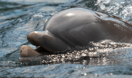 A dolphin is swimming in the water at SeaWorld with its mouth open.