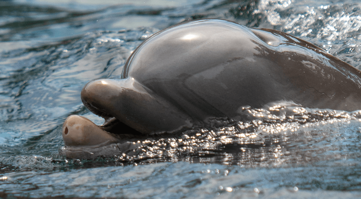 A dolphin is swimming in the water at SeaWorld with its mouth open.