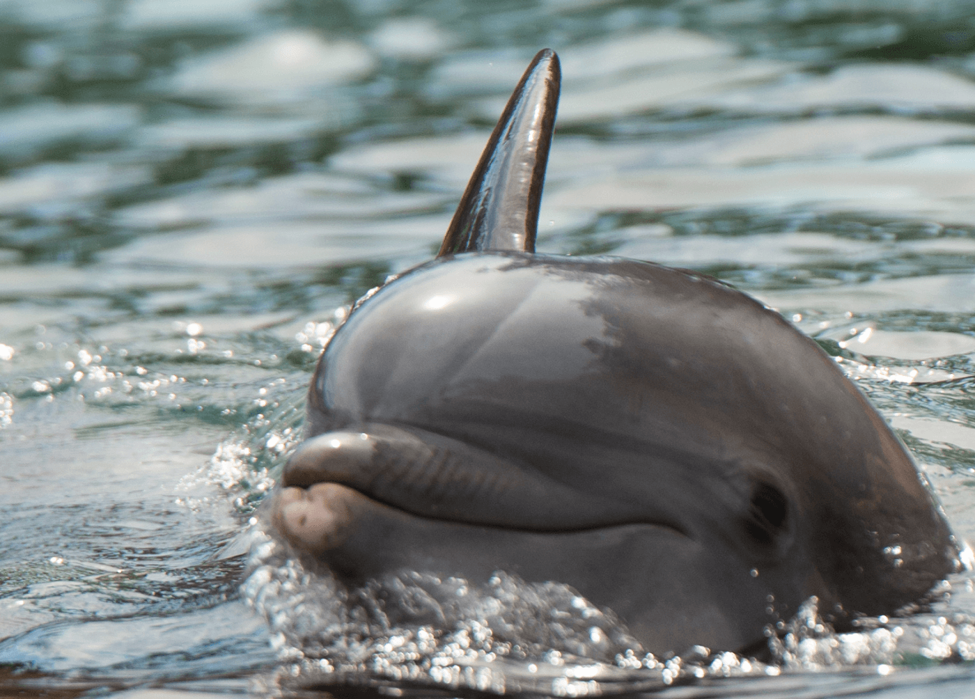 A dolphin, featured in seaworld, is swimming in the water.