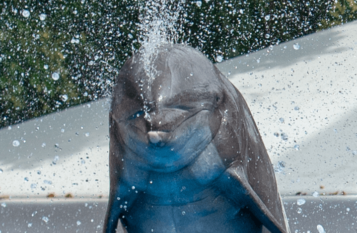 A dolphin is jumping at SeaWorld.