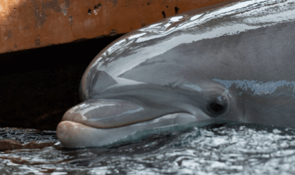 profile of a confined dolphin at SeaWorld