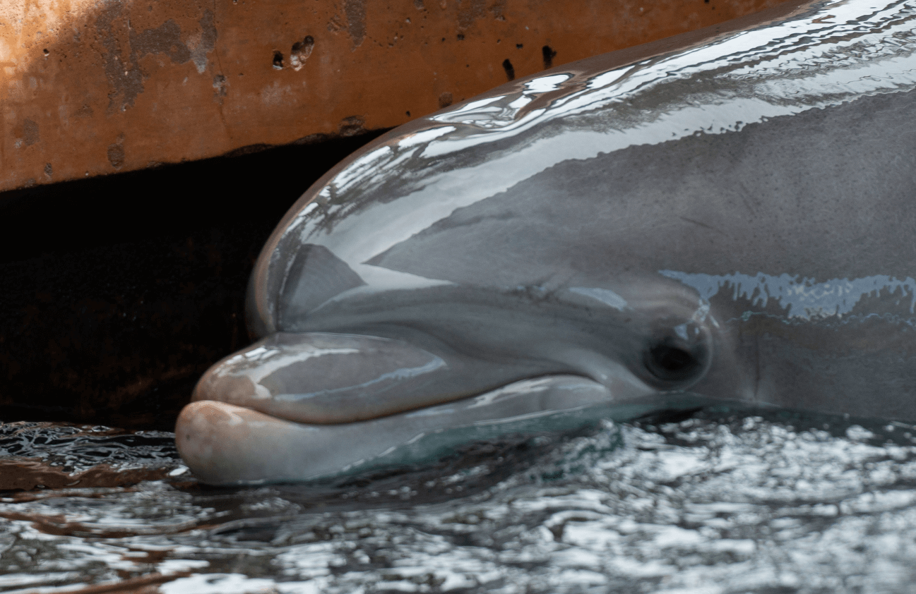 a confined dolphin at SeaWorld