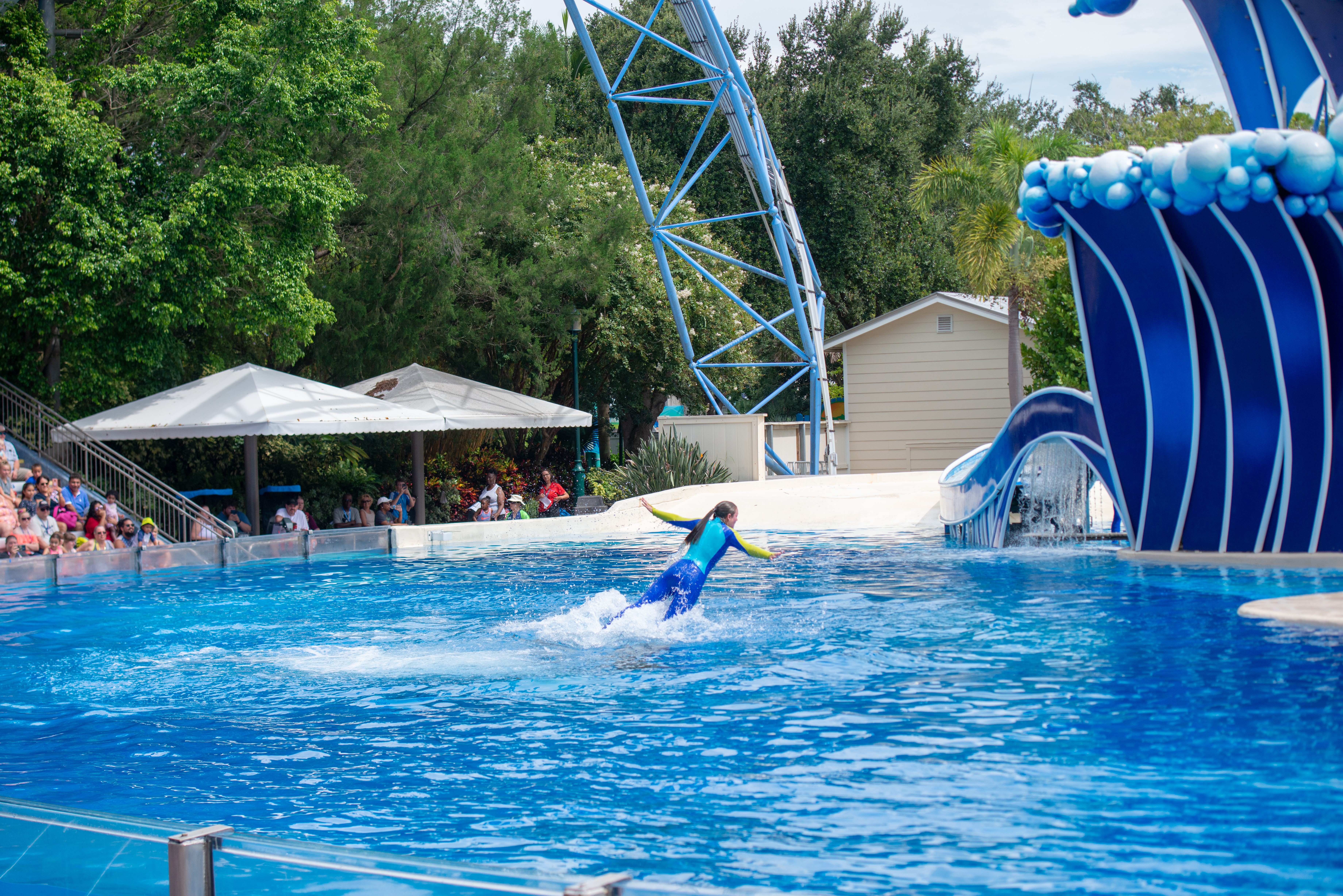 A person riding a wave in a pool, surrounded by dolphins.