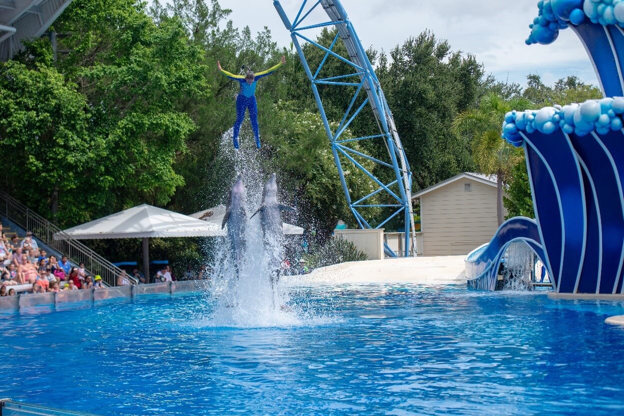 A dolphin performs in the water at Seaworld.