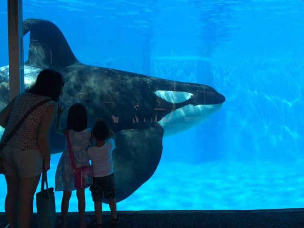 O SeaWorld é ruim? Pequenos fatos sobre parques marinhos