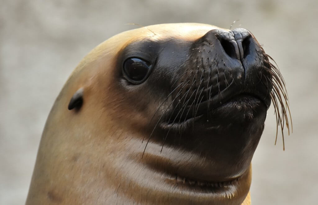 Pinniped