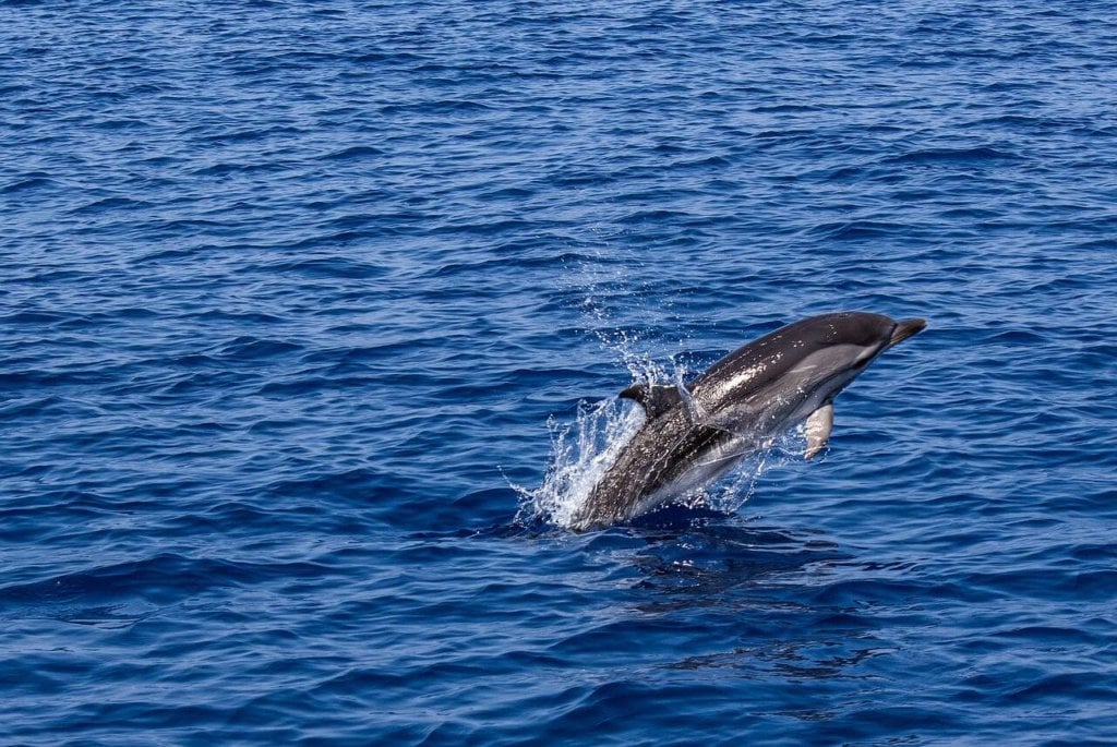 dolphin, free, nature, ocean, sea, wild, happy, featured