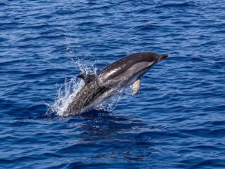 a dolphin leaping out of the open ocean