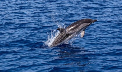 a dolphin leaping out of the open ocean