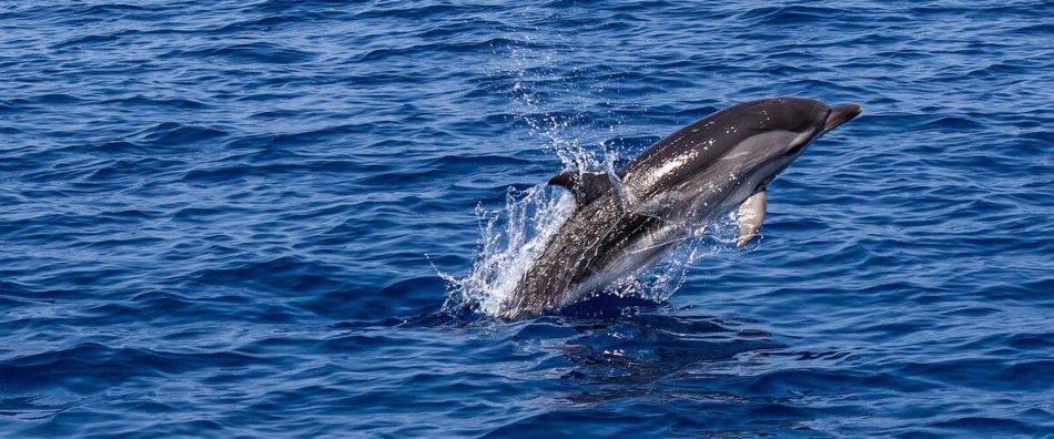 a dolphin leaping out of the open ocean