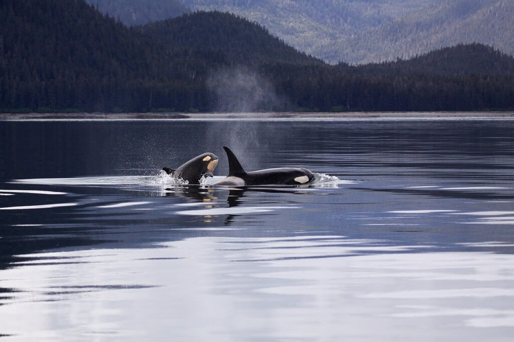 pair of orcas breaching, happy and free in the wild, to represent what the life of Corky the orca could have been