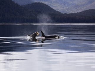 pair of orcas breaching, happy and free in the wild, to represent what the life of Corky the orca could have been