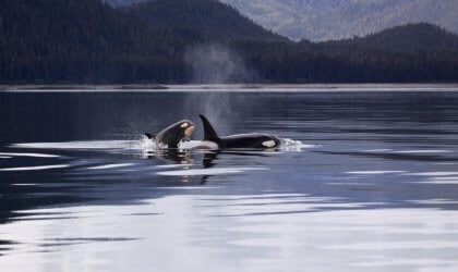 pair of orcas breaching, happy and free in the wild, to represent what the life of Corky the orca could have been