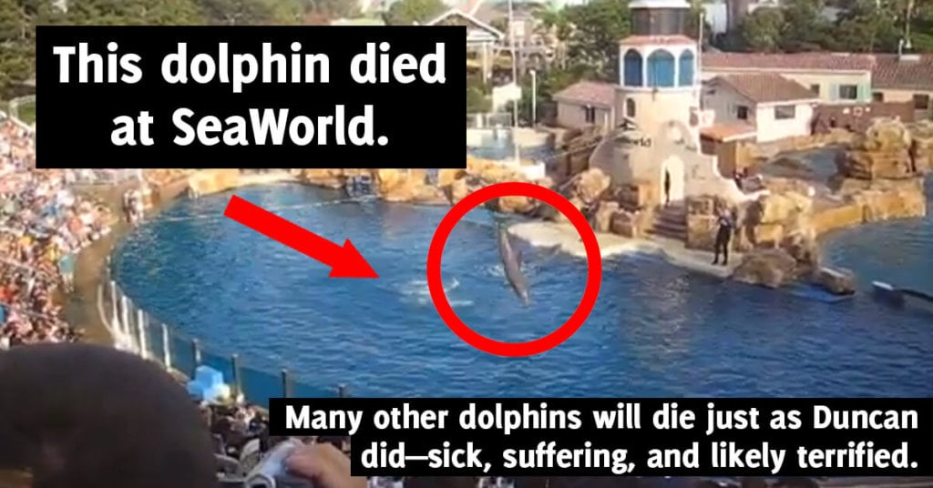 is seaworld bad? learn about animals who have died there