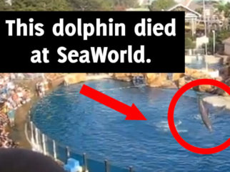 is seaworld bad? learn about animals who have died there